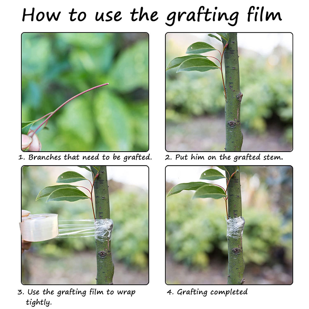 3/4/5cm*200m Nursery Grafting  - Grafting Tape 리뷰 및 가격