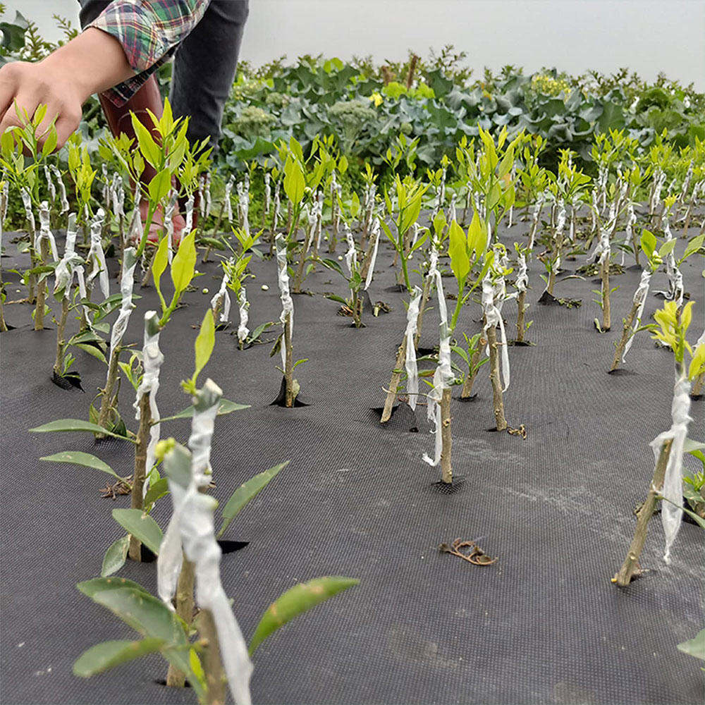 3/4/5cm*200m Nursery Grafting  - Grafting Tape 리뷰 및 가격