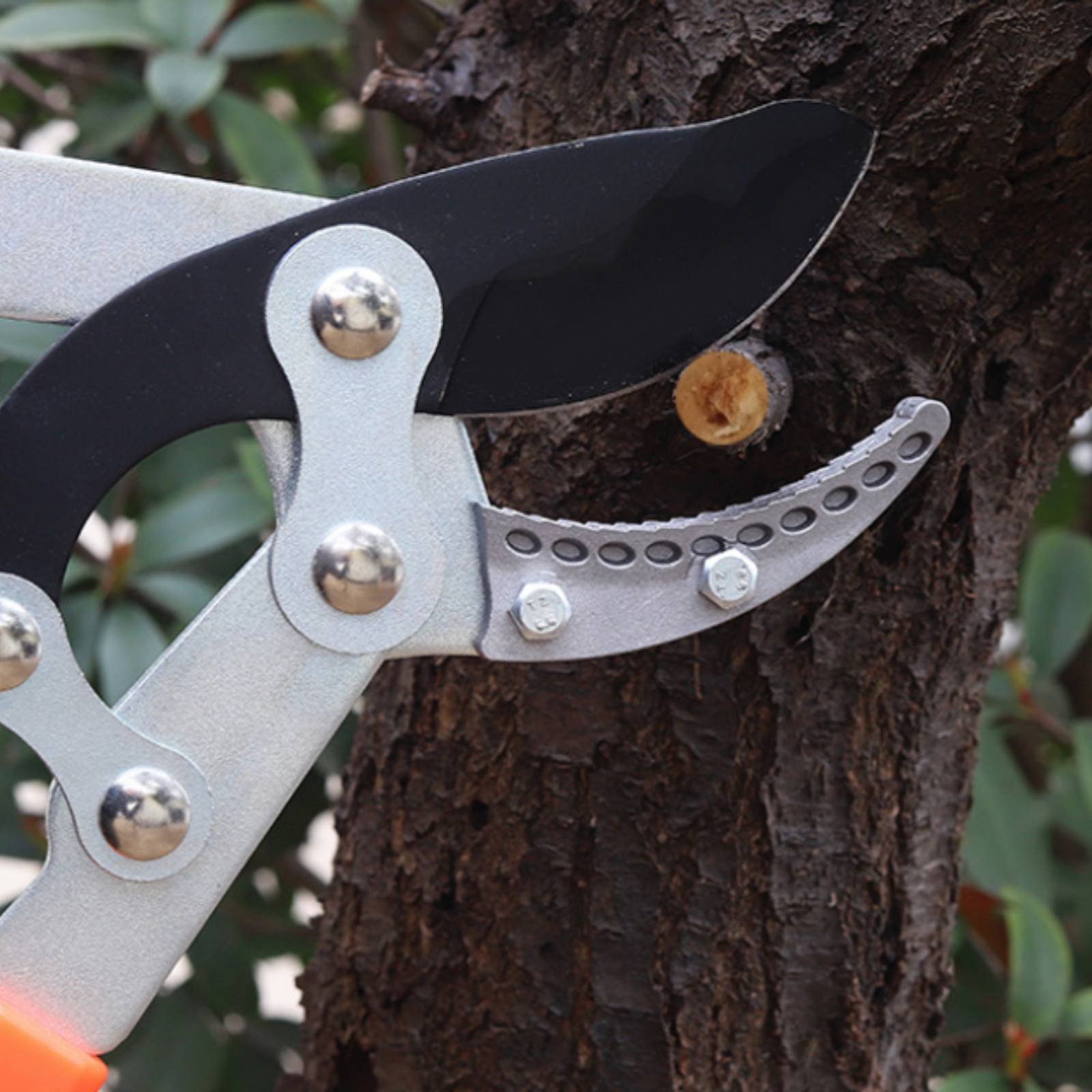 Telescopic Branch Pruners Shar - Gardening Tools In 리뷰 및 가격
